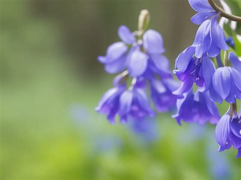 what do bluebells smell like